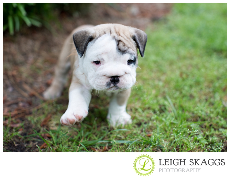 New Visit with our Little Guy, Wilbur!  