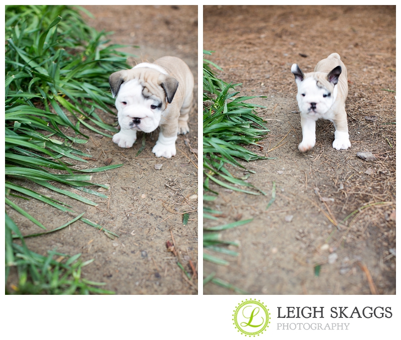 New Visit with our Little Guy, Wilbur!  