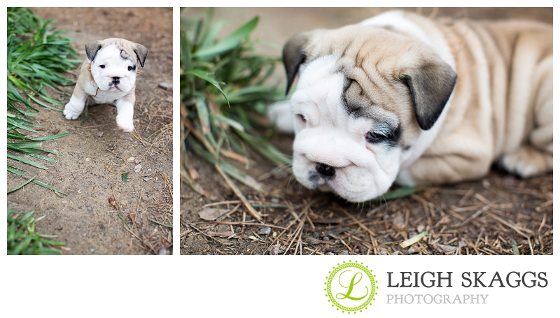 New Visit with our Little Guy, Wilbur!  